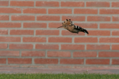 Hop-Groningen-prov. 25-10-2009