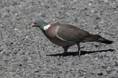 Houtduif-Zeeland 25-6-2020