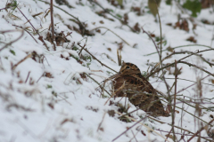 Houtsnip-Hortus Haren 21-12-2010