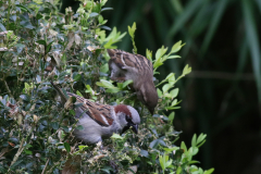 Huismus, ♂ en ♀  Groningen-stad 4-5-2024