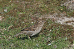 Huismus, ♀ 1-Drenthe 15-4-2009