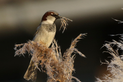 Huismus, ♂ 1 Groningen-stad 7-4-2020