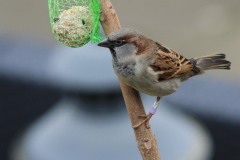 Huismus, ♂ -Groningen-stad 20-11-2012