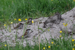 Huismus-Schiermonnikoog 20-5-2021