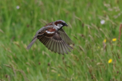 Huismus, ♂ -Schiermonnikoog 26-5-2022