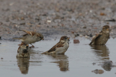 Huismus-Texel 14-10-2022