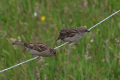 Huismus, adult ♀ en juv.-Schiermonnikoog 26-5-2022