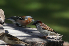 Huismus, ♂  en Vink-Schiermonnikoog 12-5-2021