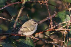 Humes bladkoning 2-Friesland 25-12-2008