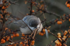 Vale braamsluiper (subsp. Halimodendri) 1-Lauwersmeer 17-12-2022