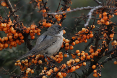 Vale braamsluiper (subsp. Halimodendri) 2-Lauwersmeer 17-12-2022