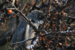 Vale braamsluiper (subsp. Halimodendri) 3-Lauwersmeer 17-12-2022