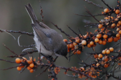 Vale braamsluiper (subsp. Halimodendri) 4-Lauwersmeer 17-12-2022