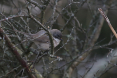 Vale braamsluiper (subsp. Halimodendri) 5-Lauwersmeer 17-12-2022