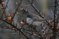 Vale braamsluiper (subsp. Halimodendri) 6-Lauwersmeer 17-12-2022