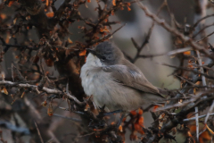 Vale braamsluiper (subsp. Halimodendri) -Lauwersmeer 17-12-2022