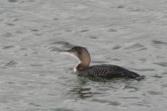 IJsduiker 1-Eemshaven 17-12-2006