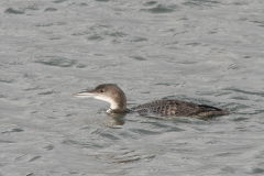 IJsduiker 2-Eemshaven 17-12-2006