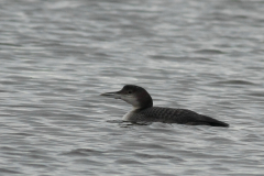 IJsduiker-Drenthe 31-1-2016