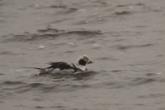 IJseend, adult ♂  1-Lauwersmeer 14-3-2014