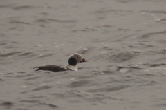 IJseend, adult ♂  2-Lauwersmeer 14-3-2014