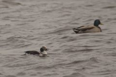 IJseend, adult ♂  3-Lauwersmeer 14-3-2014