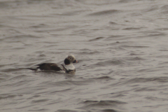 IJseend, adult ♂  4-Lauwersmeer 14-3-2014