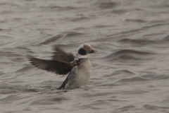 IJseend, adult ♂  5-Lauwersmeer 14-3-2014