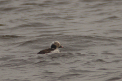 IJseend, adult ♂  7-Lauwersmeer 14-3-2014