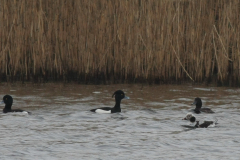 IJseend, adult ♂ en Kuifeend -Lauwersmeer 14-3-2014