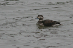 IJseend, 1e kj. -Lauwersoog 30-11-2008