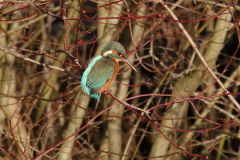 IJsvogel, ♀  Groningen-stad 9-1-2024