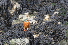 IJsvogel, ♀  Texel 10-10-2023