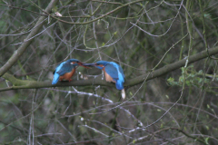 IJsvogel , ♂ en ♀ 1-Groningen-stad 29-3-2008