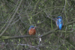 IJsvogel, ♂ en ♀ 1-Groningen-stad 5-4-2008