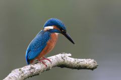 IJsvogel, ♂  2-Flevoland 20-9-2011