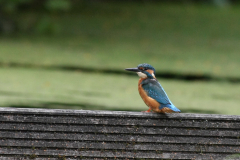 IJsvogel, ♂  2-Hortus Haren 13-9-2010