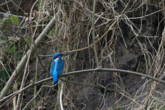 IJsvogel, ♂ -Groningen-prov. 31-3-2016