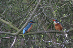 IJsvogel, ♂ en ♀ -Groningen-stad 5-4-2008