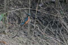 IJsvogel, ♂ -Hortus Haren 26-9-2008