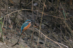 IJsvogel, ♂ -Hortus Haren 29-9-2008