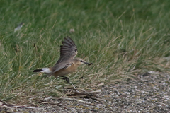 Izabeltapuit 1-Schiermonnikoog 23-10-2021