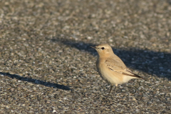 Izabeltapuit 1-Schiermonnikoog 24-10-2021