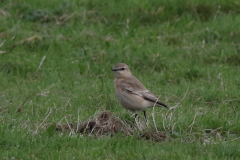 Izabeltapuit 11-Texel 11-10 2020