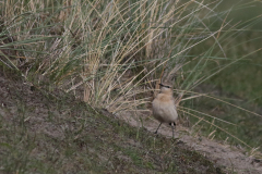 Izabeltapuit 13-Texel 11-10 2020