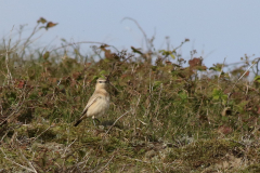 Izabeltapuit 14-Texel 11-10 2020