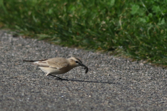 Izabeltapuit 2-Schiermonnikoog 23-10-2021