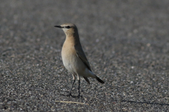 Izabeltapuit 3-Schiermonnikoog 23-10-2021