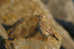 Izabeltapuit 3-Schiermonnikoog 24-10-2021