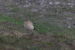 Izabeltapuit 3-Texel 11-10 2020